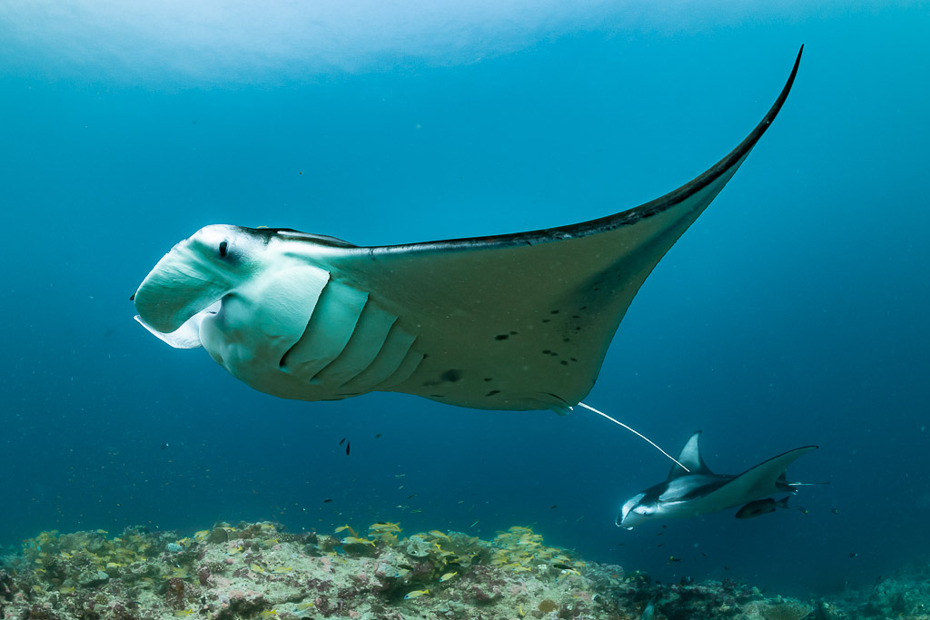 Reef manta ray belly and gill slits close-up, wing curving up, Moofushi Corner, Maldives