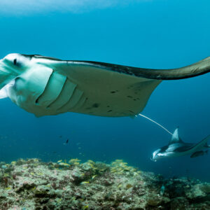 Reef manta ray passing overhead with wing tip curled, second manta below, Moofushi Corner, Maldives