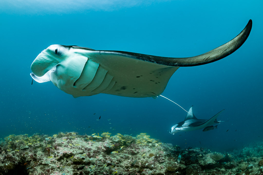 Reef manta ray passing overhead with wing tip curled, second manta below, Moofushi Corner, Maldives