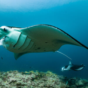 Reef manta ray close overhead with wing sweeping down, second manta below, Moofushi Corner, Maldives