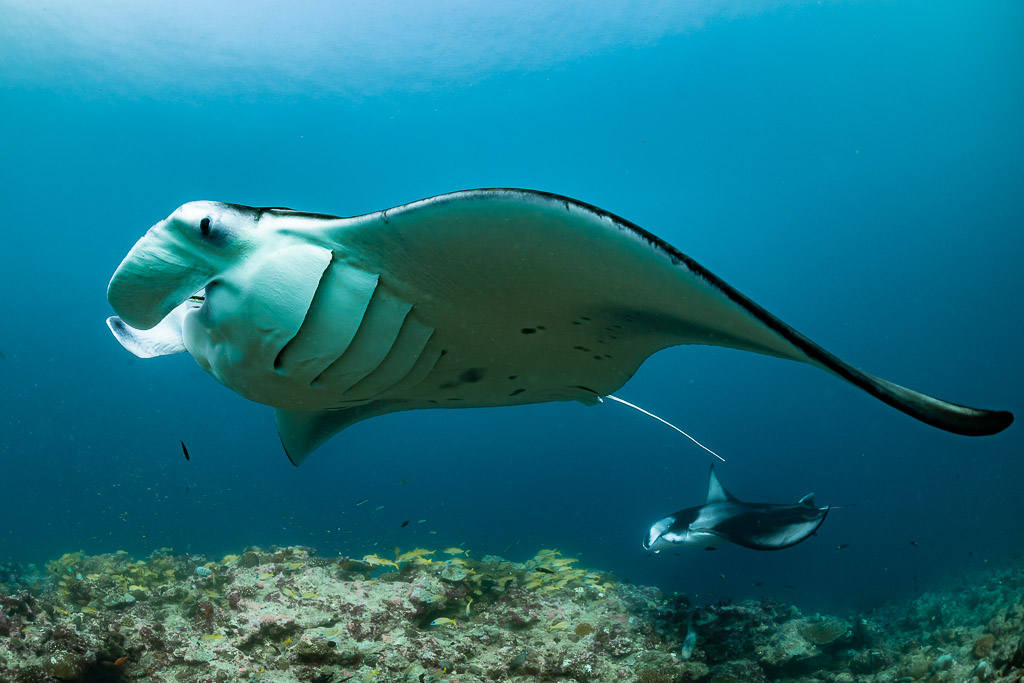 Reef manta ray close overhead with wing sweeping down, second manta below, Moofushi Corner, Maldives