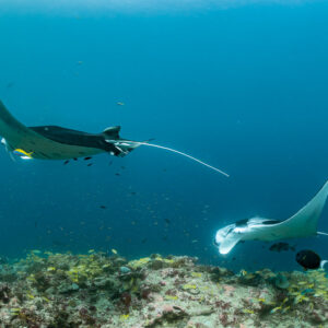 Two reef manta rays at different depths above the reef, Moofushi Corner, Maldives