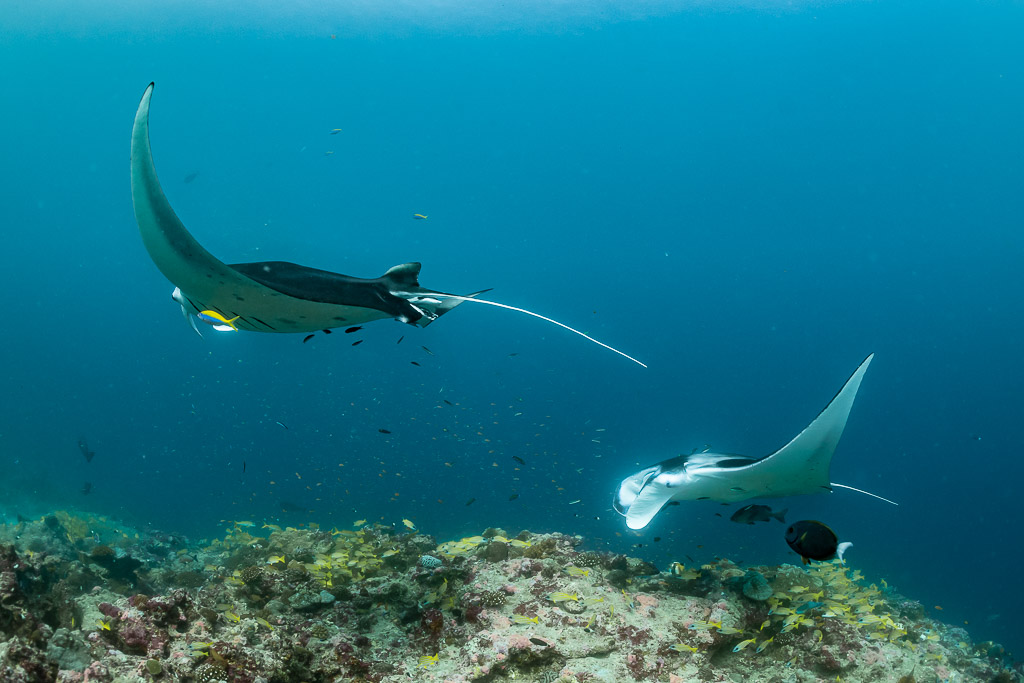 Two reef manta rays at different depths above the reef, Moofushi Corner, Maldives