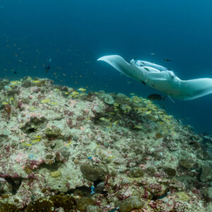 Reef manta ray showing its white belly above a reef slope, Moofushi Corner, Maldives