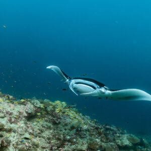 Reef manta ray gliding away over the reef slope, Moofushi Corner, Maldives