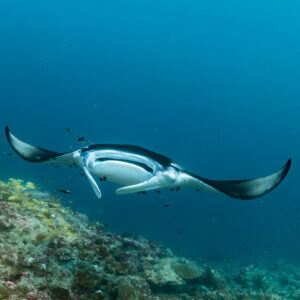 Reef manta ray head-on with dark wing tips over the reef, Moofushi Corner, Maldives