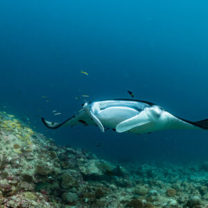 Reef manta ray head-on with wing tips raised in blue water, Moofushi Corner, Maldives