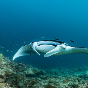 Reef manta ray head-on with unrolled cephalic fins and small fish, Moofushi Corner, Maldives