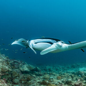 Reef manta ray head-on with flat wings, escorted by small fish, Moofushi Corner, Maldives