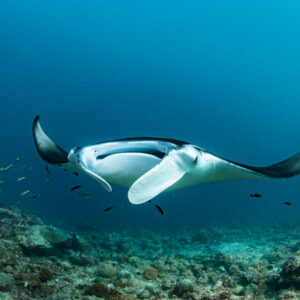 Reef manta ray head-on with both wing tips curled upward, Moofushi Corner, Maldives