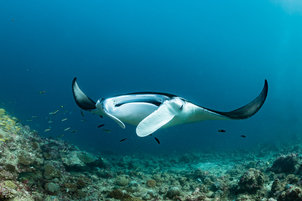 Raie manta de récif de face, les deux pointes d’ailes recourbées vers le haut, Moofushi Corner, Maldives