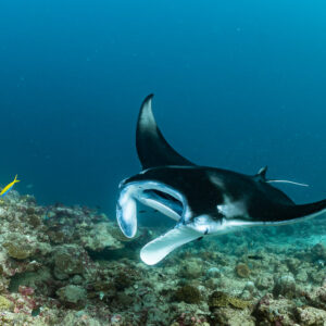 Reef manta ray turning, showing dark back and white underside, Moofushi Corner, Maldives