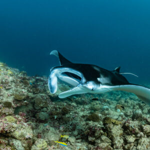 Reef manta ray banking low over the reef, wing curving down, Moofushi Corner, Maldives