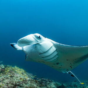 Close-up of reef manta ray underside with gill slits and spots, Moofushi Corner, Maldives