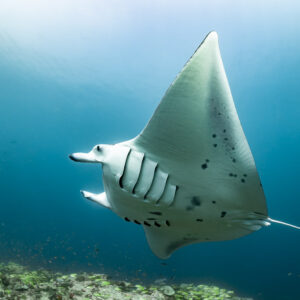 Backlit reef manta ray seen from below against the bright surface, Moofushi Corner, Maldives