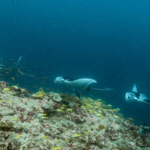 Three distant reef manta rays in line above the reef, Moofushi Corner, Maldives