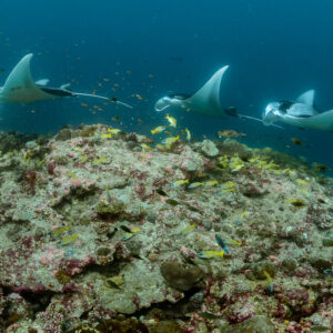 Three reef manta rays in a train over the reef top, Moofushi Corner, Maldives
