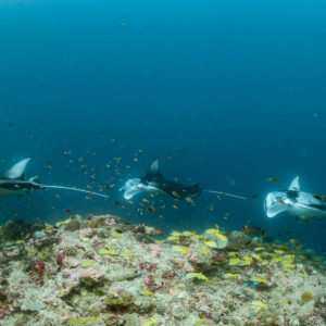 Three reef manta rays in line, wide view with reef fish, Moofushi Corner, Maldives