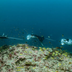 Three reef manta rays in line, the nearest one banking, Moofushi Corner, Maldives