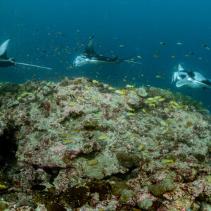 Three reef manta rays passing behind a large coral boulder, Moofushi Corner, Maldives