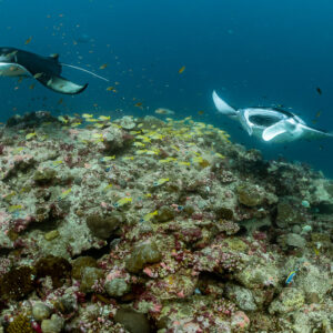 Two reef manta rays approaching over a rocky cleaning station, Moofushi Corner, Maldives