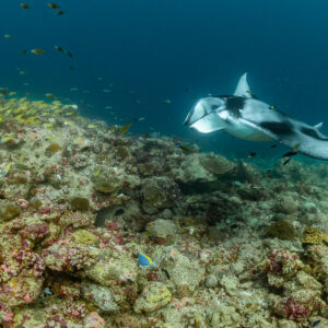 Single reef manta ray coming over the reef with yellow snappers, Moofushi Corner, Maldives