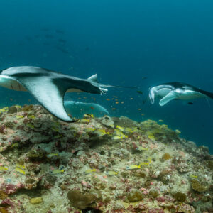 Two reef manta rays skimming the reef, the nearest banking, Moofushi Corner, Maldives