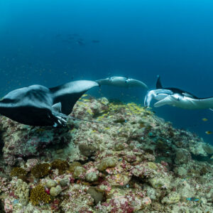 Three reef manta rays at a cleaning station, dark back in foreground, Moofushi Corner, Maldives