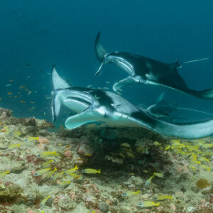 Two reef manta rays stacked one above the other over the reef, Moofushi Corner, Maldives