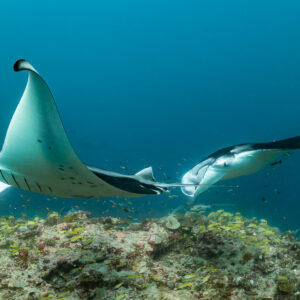 Two reef manta rays crossing paths in blue water above the reef, Moofushi Corner, Maldives