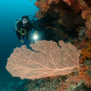 Diver with torch behind a sea fan under an orange soft coral overhang, Panettone, Maldives