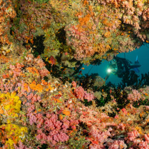Diver framed through a window in a soft coral covered arch, Panettone, Maldives