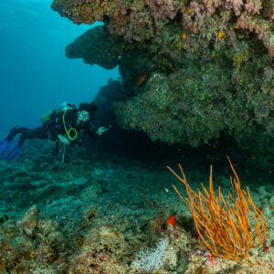 Diver with torch swimming beneath a coral overhang, orange sea whips in foreground, Panettone, Maldives