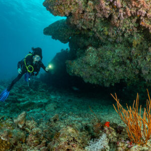 Diver approaching a coral overhang above orange sea whips, Panettone, Maldives