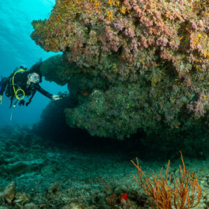 Diver lighting the underside of a coral overhang with her torch, Panettone, Maldives