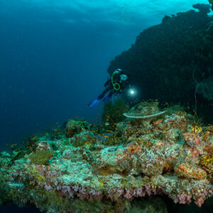 Distant diver with torch at the edge of a reef pinnacle in blue water, Panettone, Maldives