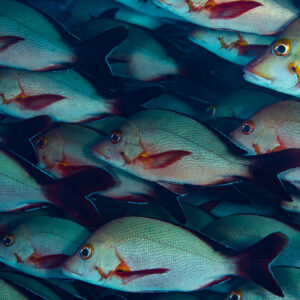 Dense school of humpback snappers filling the frame, Rangali, Maldives