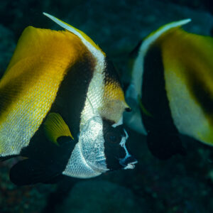 Pair of masked bannerfish swimming side by side, Rangali, Maldives