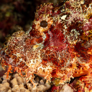 Tasseled scorpionfish camouflaged on the reef, head close-up, Rangali, Maldives