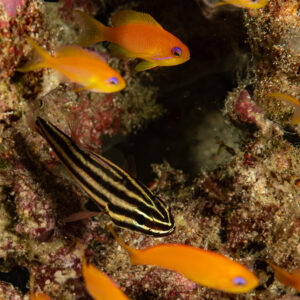 Apogon à bandes noires parmi des barbiers rouges dans une anfractuosité du récif, Rangali, Maldives