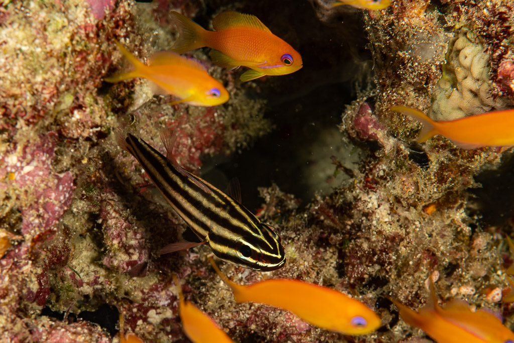 Apogon à bandes noires parmi des barbiers rouges dans une anfractuosité du récif, Rangali, Maldives