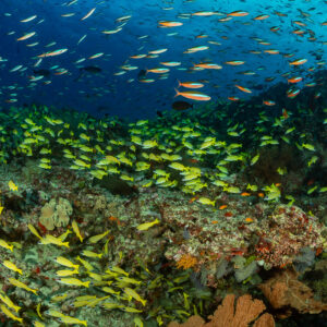 Wide reef scene with bluestripe snapper school and fusiliers in blue water, Kudarah Thila, Maldives