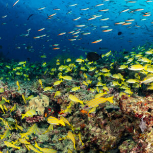 Bluestripe snapper school spread over the reef top, fish above, Kudarah Thila, Maldives