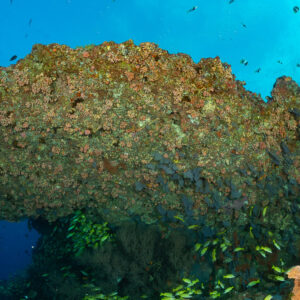 Massive coral boulder with snapper school sheltering at its base, Kudarah Thila, Maldives