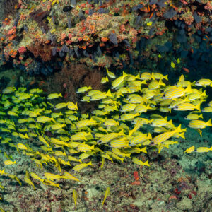 Bluestripe snapper school massed beneath a coral overhang, Kudarah Thila, Maldives