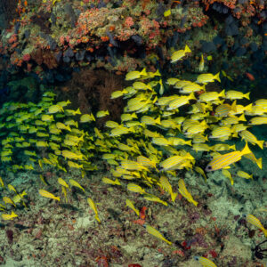 Dense bluestripe snapper school streaming under a coral overhang, Kudarah Thila, Maldives