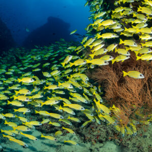Bluestripe snapper school swirling around a brown sea fan, Kudarah Thila, Maldives