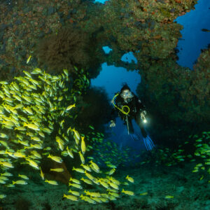 Diver with torch in a reef arch beside a snapper school, Kudarah Thila, Maldives