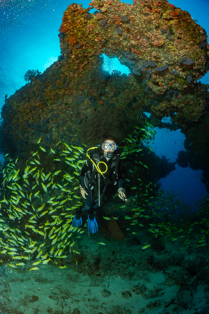 Vue verticale d’une plongeuse sous une arche corallienne au milieu des vivaneaux, Kudarah Thila, Maldives