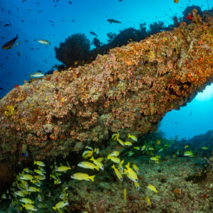 Long coral overhang with snapper school beneath and sunlit water behind, Kudarah Thila, Maldives